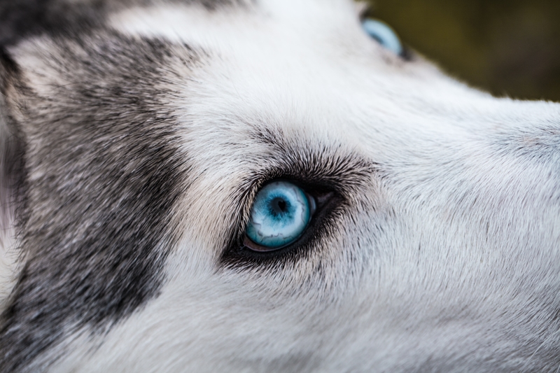 Blue-eyed husky