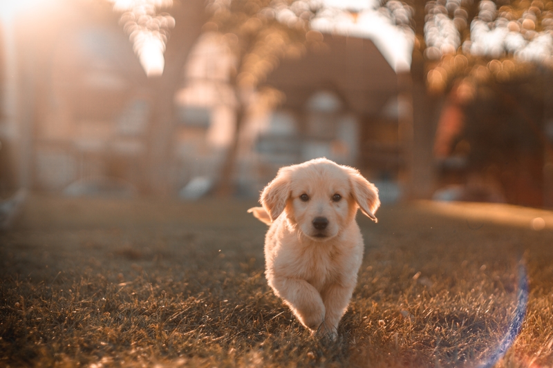 Golden Retriever puppy